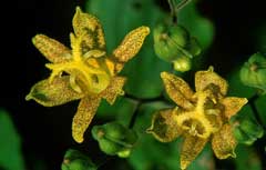 Tricyrtis latifolia Tricyrtis latifolia