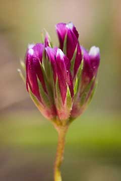 Trifolium gracilentum Pin-Point Clover, Palmer Trifolium gracilentum Pin-Point Clover, Palmer
