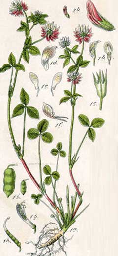 Trifolium hybridum Alsike Clover Trifolium hybridum Alsike Clover