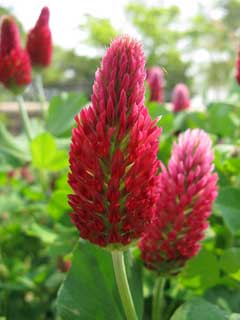 Trifolium incarnatum Crimson Clover Trifolium incarnatum Crimson Clover