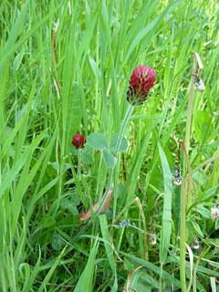 Trifolium incarnatum Crimson Clover Trifolium incarnatum Crimson Clover