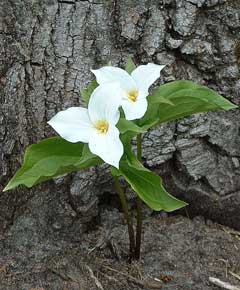 Trillium grandiflorum White Trillium, Large Flower Trillium, White Trillium, Large Flower Wakerobin,  Large Flowered  Tril