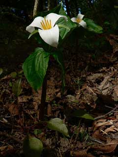 Trillium ovatum Wakerobin, Pacific trillium, Oettinger Trillium ovatum Wakerobin, Pacific trillium, Oettinger