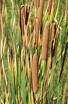 Typha domingensis Southern Cattail Typha domingensis Southern Cattail