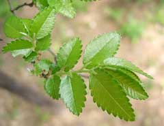 Ulmus parvifolia Chinese Elm, Lacebark Elm Ulmus parvifolia Chinese Elm, Lacebark Elm