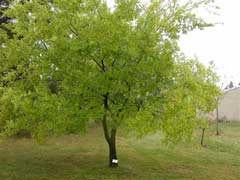 Ulmus parvifolia Chinese Elm, Lacebark Elm Ulmus parvifolia Chinese Elm, Lacebark Elm