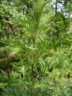 Urtica cannabina Urtica cannabina