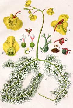 Utricularia vulgaris Bladderwort Utricularia vulgaris Bladderwort