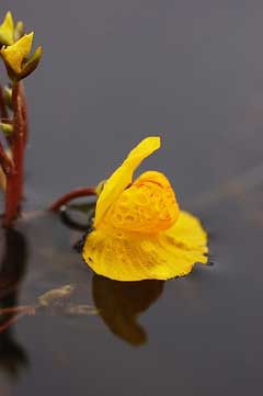 Utricularia vulgaris Bladderwort Utricularia vulgaris Bladderwort
