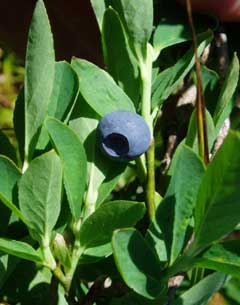 Vaccinium deliciosum Alpine Blueberry, Cascade bilberry
