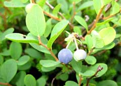 Vaccinium uliginosum Bog Bilberry Vaccinium uliginosum Bog Bilberry