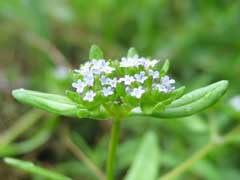 Valerianella locusta Corn Salad, Lewiston cornsalad Valerianella locusta Corn Salad, Lewiston cornsalad
