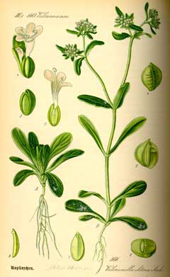 Valerianella locusta Corn Salad, Lewiston cornsalad Valerianella locusta Corn Salad, Lewiston cornsalad