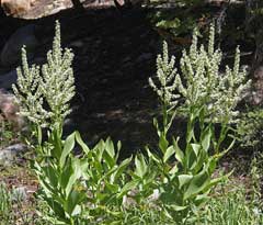 Veratrum californicum California False Hellebore Veratrum californicum California False Hellebore