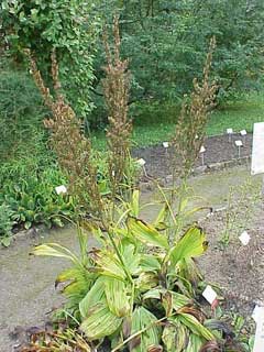 Veratrum nigrum Black Hellebore Veratrum nigrum Black Hellebore