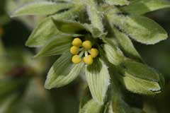 Veratrum viride Indian Poke, American Hellebore Veratrum viride Indian Poke, American Hellebore
