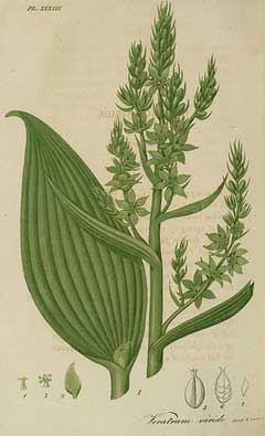 Veratrum viride Indian Poke, American Hellebore Veratrum viride Indian Poke, American Hellebore