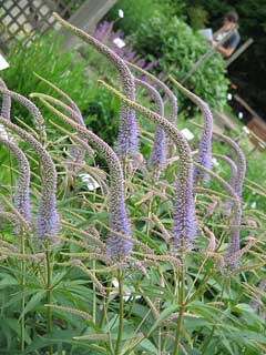Veronicastrum virginicum Beaumont Veronicastrum virginicum Beaumont
