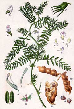 Vicia ervilia Bitter Vetch Vicia ervilia Bitter Vetch