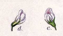 Vicia ervilia Bitter Vetch Vicia ervilia Bitter Vetch