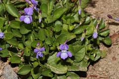 Viola adunca Western Dog Violet, Hookedspur violet, Kirk