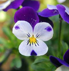 Viola cornuta Horned Violet, Bedding Pansy, Tufted Pansy,