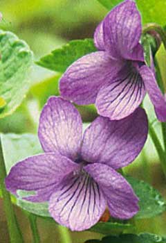 Viola langsdorffii Alaska Violet. Aleutian violet