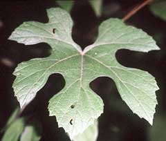 Vitis aestivalis Summer Grape, Long grape Vitis aestivalis Summer Grape, Long grape