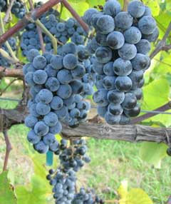 Vitis aestivalis Summer Grape, Long grape Vitis aestivalis Summer Grape, Long grape