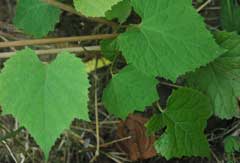 Vitis amurensis Amur River Grape, Amur grape Vitis amurensis Amur River Grape, Amur grape