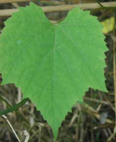 Vitis amurensis Amur River Grape, Amur grape Vitis amurensis Amur River Grape, Amur grape