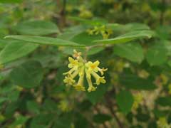 Wikstroemia sikokiana Wikstroemia sikokiana