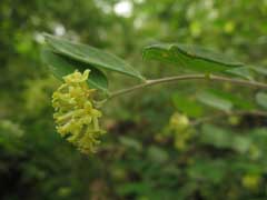 Wikstroemia sikokiana Wikstroemia sikokiana