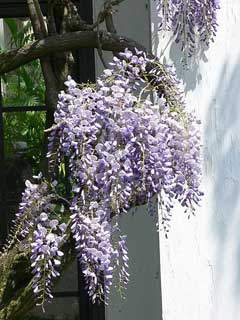 Wisteria floribunda Japanese Wisteria Wisteria floribunda Japanese Wisteria